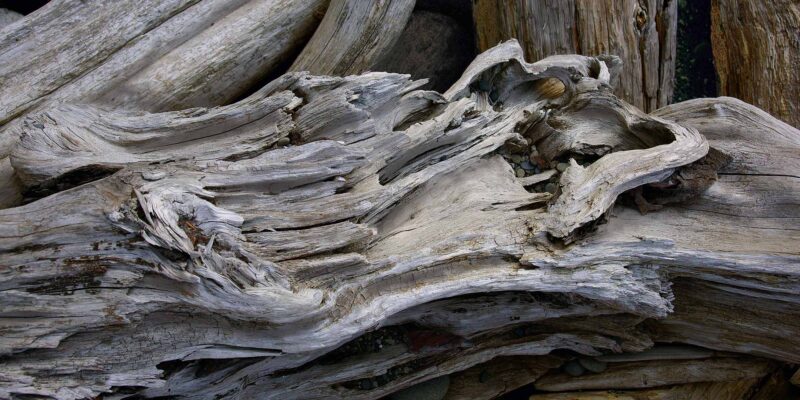 Driftwood