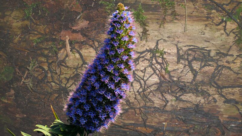 Echium