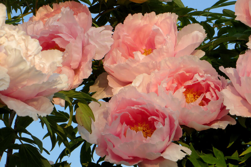 Peonies