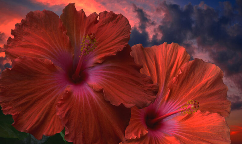 Red Hibiscus